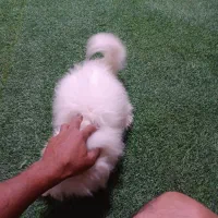 سگ پامر خرسی و پامر روباهی|سگ|فردوسیه, |دیوار