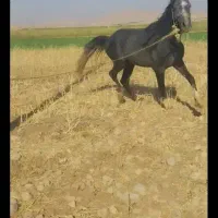 حیوانات مزرعه|حیوانات|ایذه, |دیوار