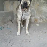 سگ سرابی|سگ|تبریز, |دیوار