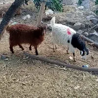 ۳راس کهره ی ماده