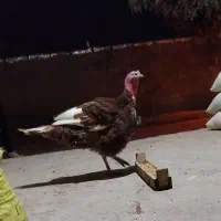 فروش بوقلمون نر