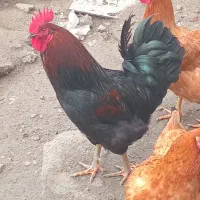 خروس|حیوانات مزرعه|نوشین شهر, |دیوار