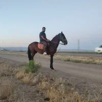 نریون یورقه و تاخت درشت آروم