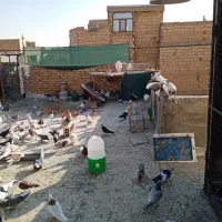 کبوتر رنگی|پرنده|اصفهان, باغ زرشک|دیوار