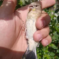 جوجه سهره قناری|پرنده|تهران, بریانک|دیوار