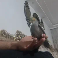 عروس  آلبینو وسینامون|پرنده|همدان, |دیوار