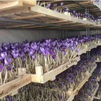کارگاه پرورش گیاهان دارویی،زعفران گلخانه ای وخاکی