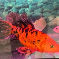 ماهی کوی سوپر باله وارداتی نژاد دار