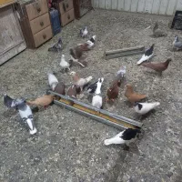 فروش کبوتر|پرنده|وحیدیه, |دیوار