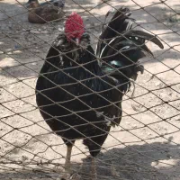 مرغ خروس گلین