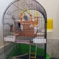 عروس هلندی|پرنده|نسیمشهر, |دیوار