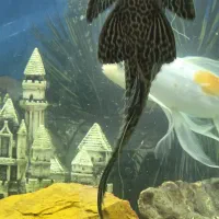 ماهی کوی و لجنخوار بزرگ