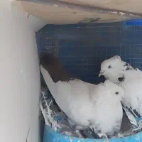 کفتر دمبی|پرنده|بم, |دیوار