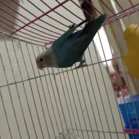 طوطی کوتوله|پرنده|اصفهان, پوریای ولی|دیوار