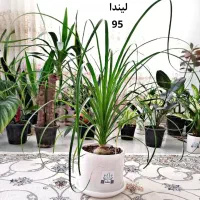 حراج واقعی گل و گیاه به علت کمبود جا|گل و گیاه طبیعی|قائن, |دیوار