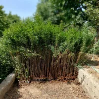 ترون ۲ متری|خدمات باغبانی و درختکاری|فردیس, شهرک ناز|دیوار