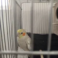 عروس هلندی|پرنده|مشهد, تربیت (صدف)|دیوار