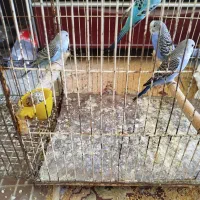 دوعدد جوجه مرغ عشق