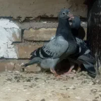 جوجه پلاکی