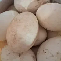 تخم اردک اسراییلی نطفه دار