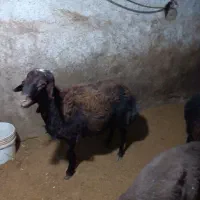 گوسفند نر کشتاری همدان رزن|حیوانات مزرعه|رزن, |دیوار