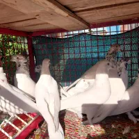 کبوتر پرشی و عروس هلندی