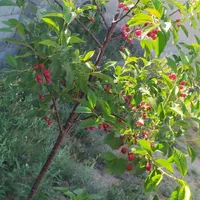 باغ ۱۰۰۰ متری دور دیوار