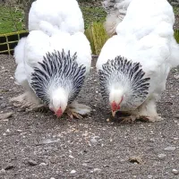 فروش مولد لایت بوف و تخم نطفه دار و جوجه|حیوانات مزرعه|تالش, تالش|دیوار