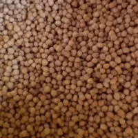 نخود ابگوشتی|عمده‌فروشی|گلی داغ, |دیوار