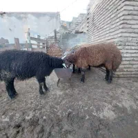 برهنرچاقوخمیر|حیوانات مزرعه|سیمین شهر, |دیوار