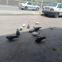 تعدادی کبوتر پرشی به شرط|پرنده|ابریشم, |دیوار