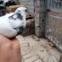 فروش فوری کبوتر