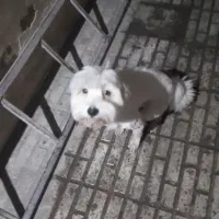 سگ خونگی گم شده|سگ|قدس, شهرقدس|دیوار