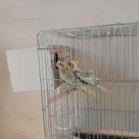 عروس هلندی مولد|پرنده|آبیک, |دیوار