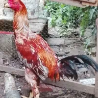 خروس لاری