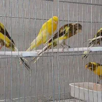 قناری بلند و رسمی|پرنده|اصفهان, ملاصدرا|دیوار