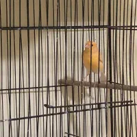 ماده آماده آماده و نر مست|پرنده|گرگان, |دیوار