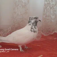 کله دم و پلاکی|پرنده|کارزان, |دیوار