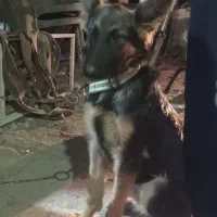 یه قلاده ماده هفت ماهه ژرمن شولاین|سگ|بندر امام خمینی, |دیوار