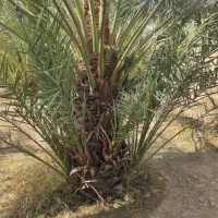 خدمات فروش نخل خرما|خدمات باغبانی و درختکاری|شوشتر, |دیوار