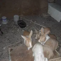 خرگوش نژاد جرسی. فروش فوری|موش و خرگوش|بم, |دیوار