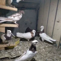 چندعددطوقی با یه ماده سرخ خونی|پرنده|شیروان (لرستان), |دیوار