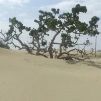 تاکسی گردشگری|تور و چارتر|چابهار, |دیوار