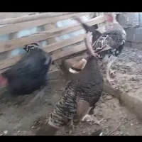 بوقلمون برنز آمریکایی ۲ تا نر ۳ تا ماده تخمگزار