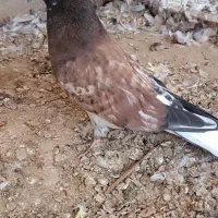 کبوتر سرو کله دار|پرنده|آق قلا, |دیوار