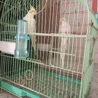 یک جفت عروس هلندی سخنگو