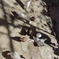 همه نوع کبوتر|پرنده|یاسوج, |دیوار