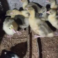 جوجه غاز ۲۳ روزه