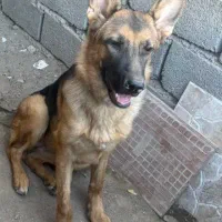 سگ ژرمن شولاین ماده