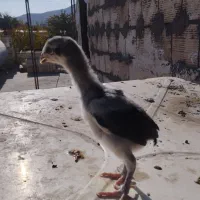 جوجه لاری(اوشامو افغان)|حیوانات مزرعه|طرقبه, |دیوار